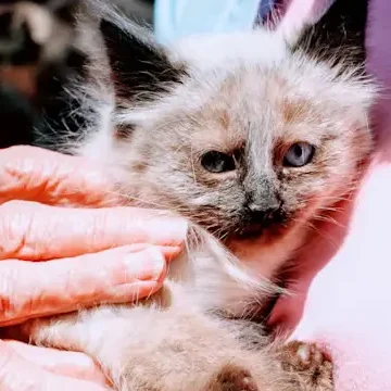 Neighbor cat feeding legal case